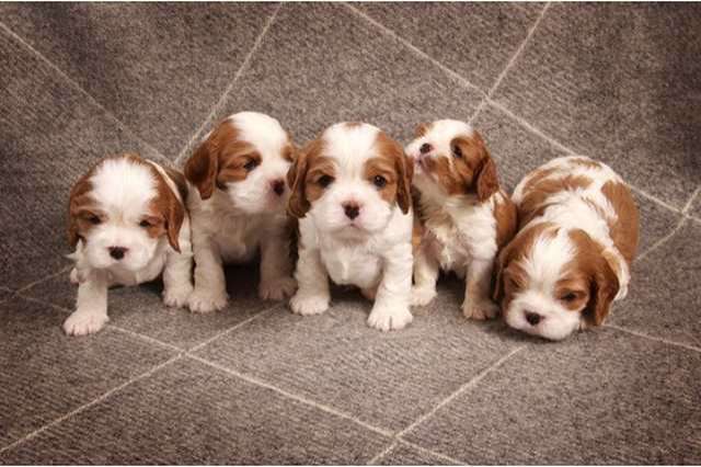 Cavalier King Charles Spaniel Hündin Welpe zu verkaufen